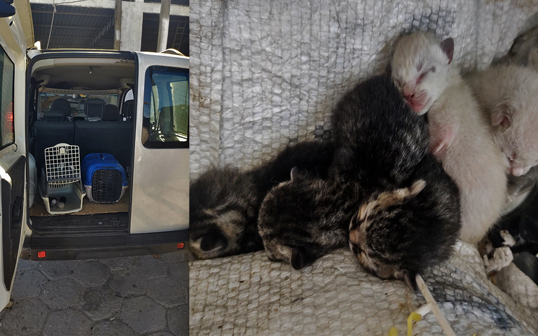 Dibea Resgata cinco filhotes de Gatos