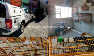 Polícia Civil flagra esquema de falsificação