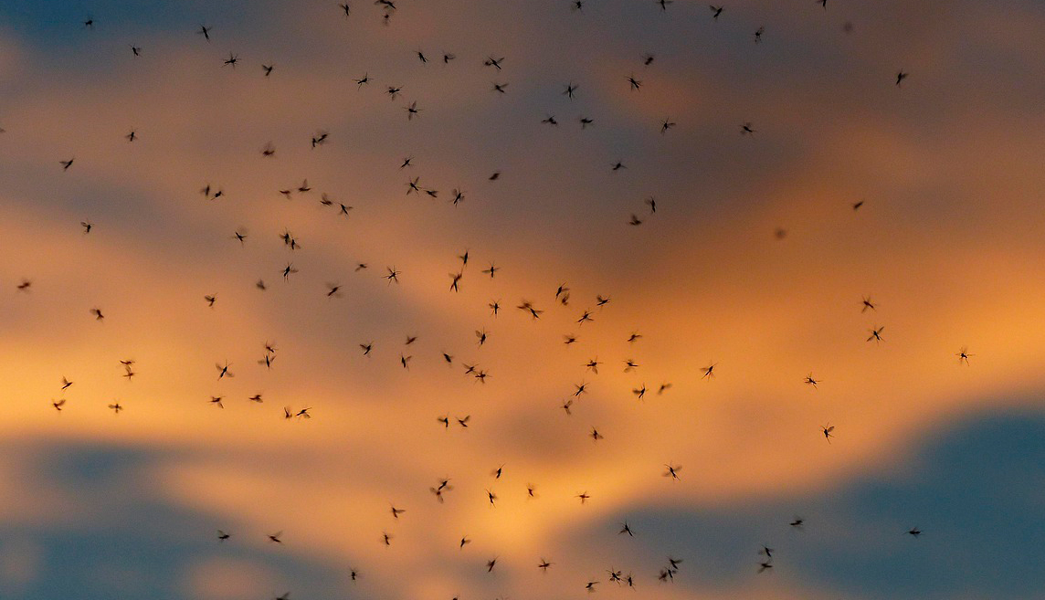 Proliferação desgovernada de Mosquitos