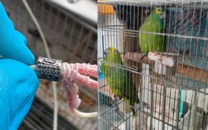 trafico de aves - dicma diadema
