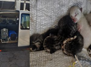 Dibea Resgata cinco filhotes de Gatos