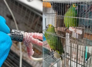 trafico de aves - dicma diadema