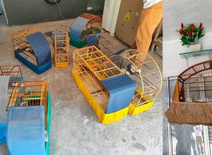 tráfico-de-aves-silvestres-PM-Diadema